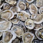 Food, Cultures and Coronavirus: Shucking oysters